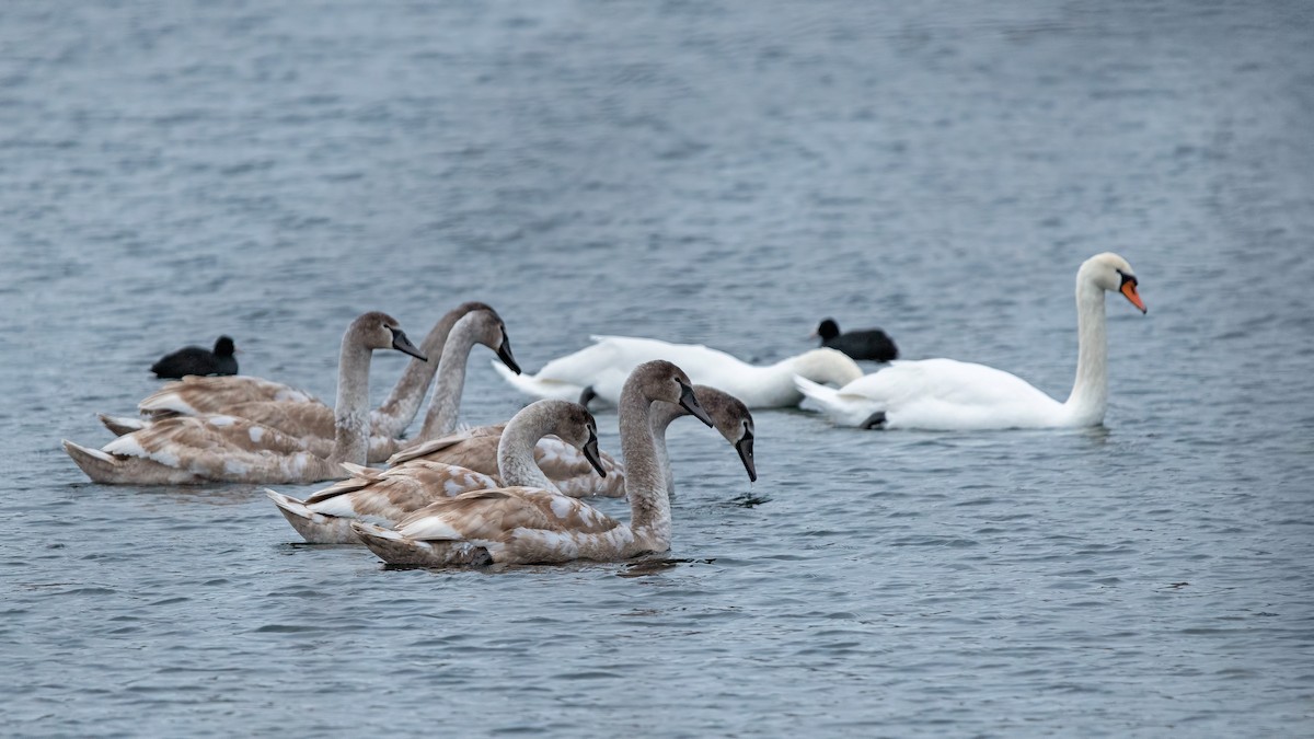 Лебідь-шипун - ML647749656