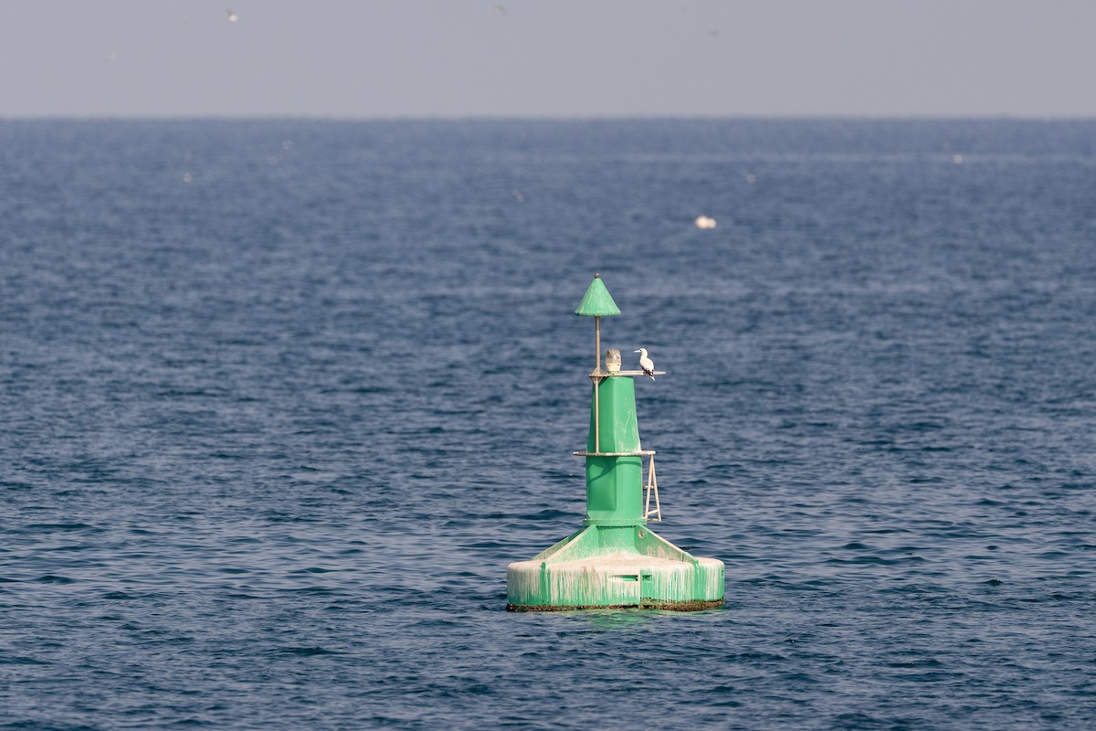 Rotfußtölpel (rubripes) - ML647749661