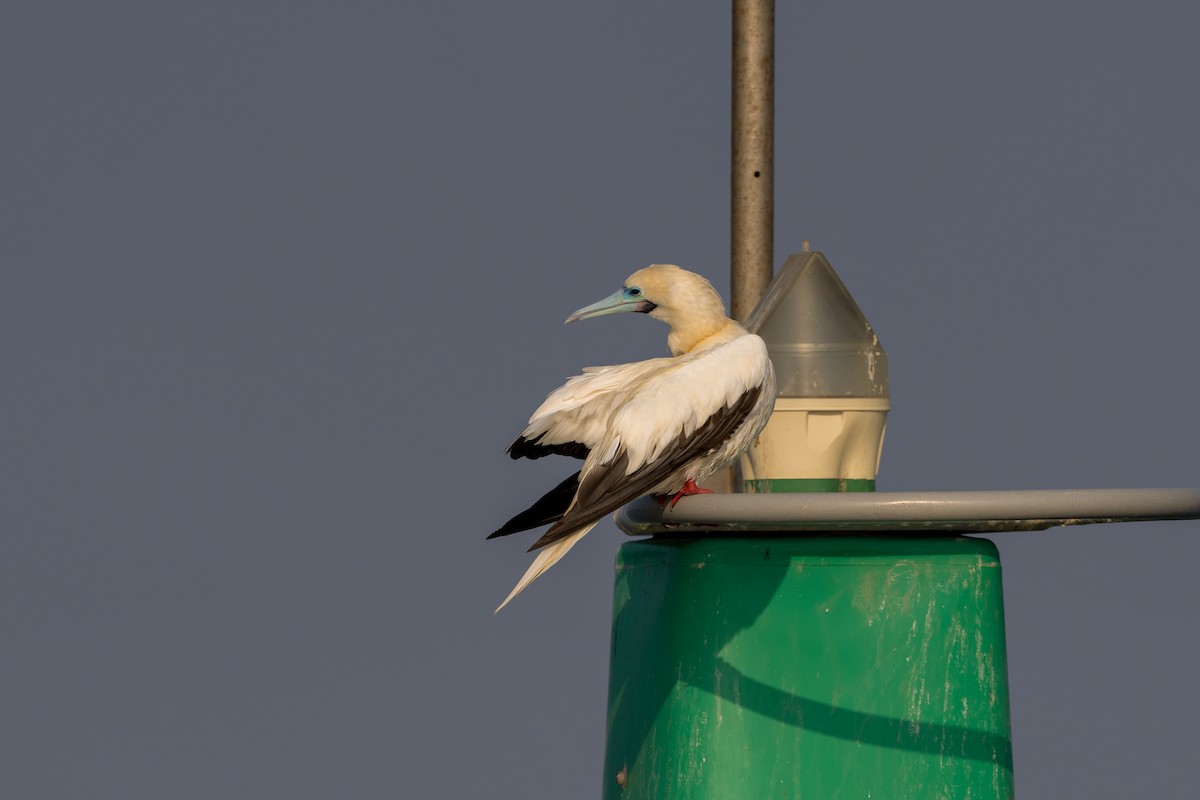 Rotfußtölpel (rubripes) - ML647749671