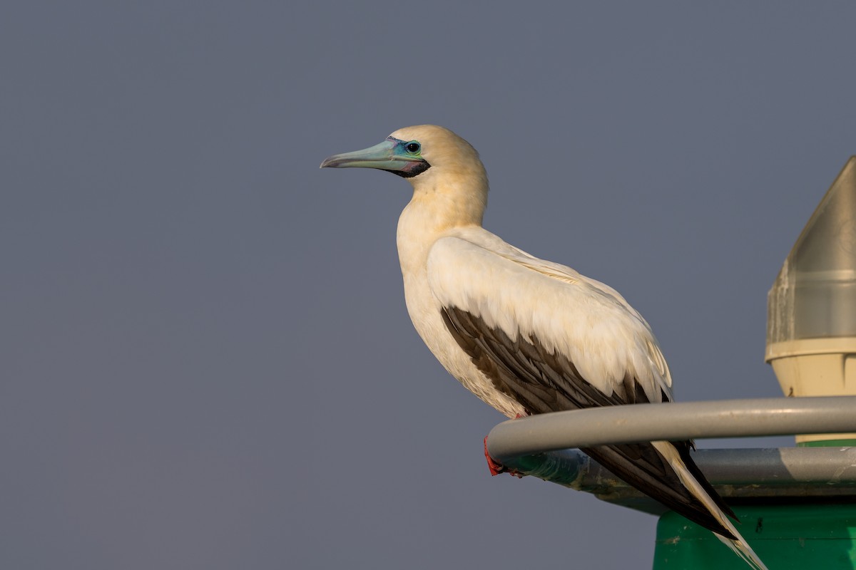 Rotfußtölpel (rubripes) - ML647749675