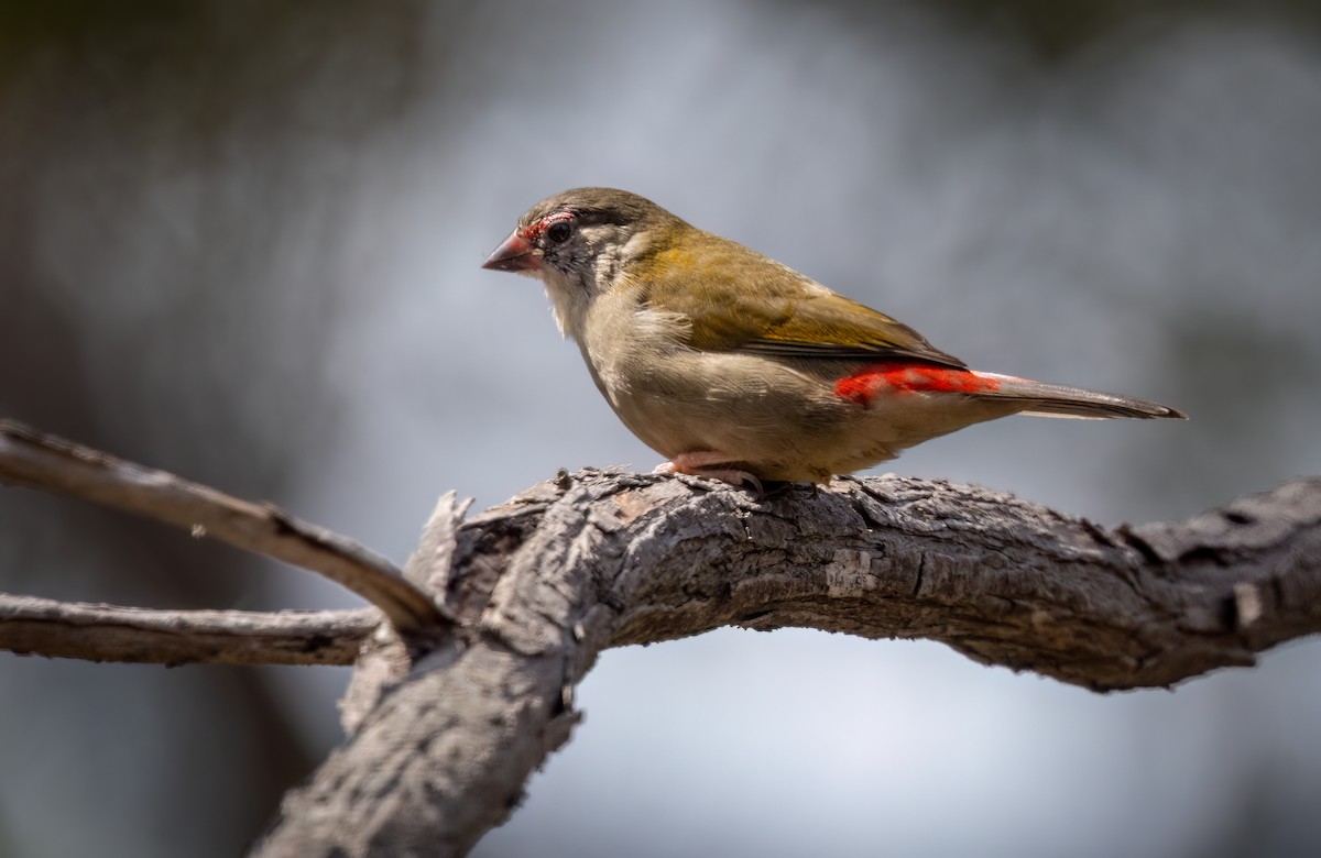 Diamante Cejirrojo - ML647749679