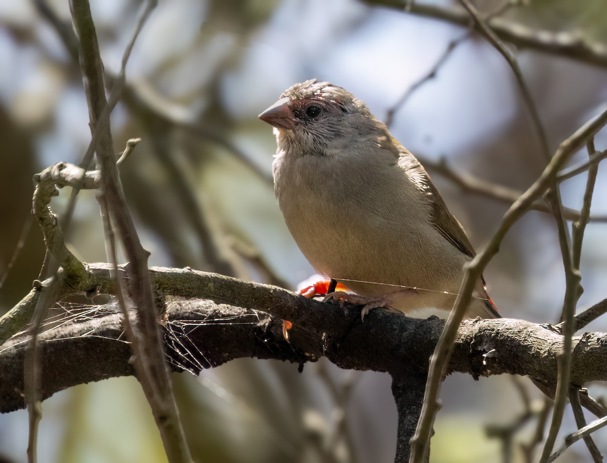 Diamante Cejirrojo - ML647749680