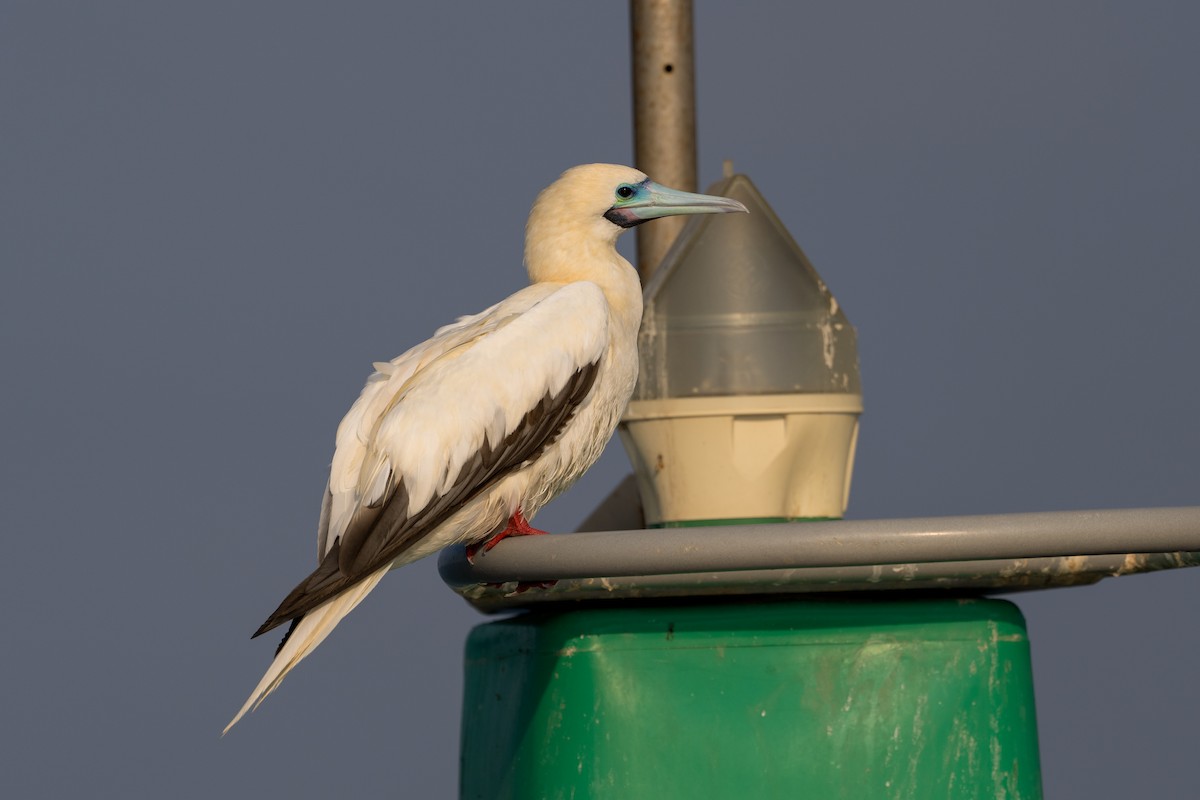 Rotfußtölpel (rubripes) - ML647749682