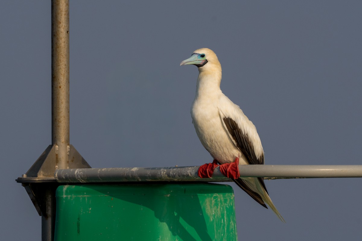 Rotfußtölpel (rubripes) - ML647749687