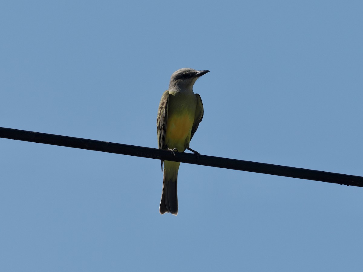 Tropikal Tiran - ML647749735