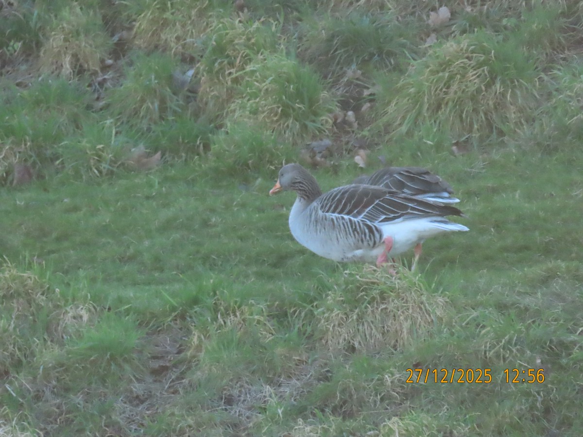 Boz Kaz - ML647749736