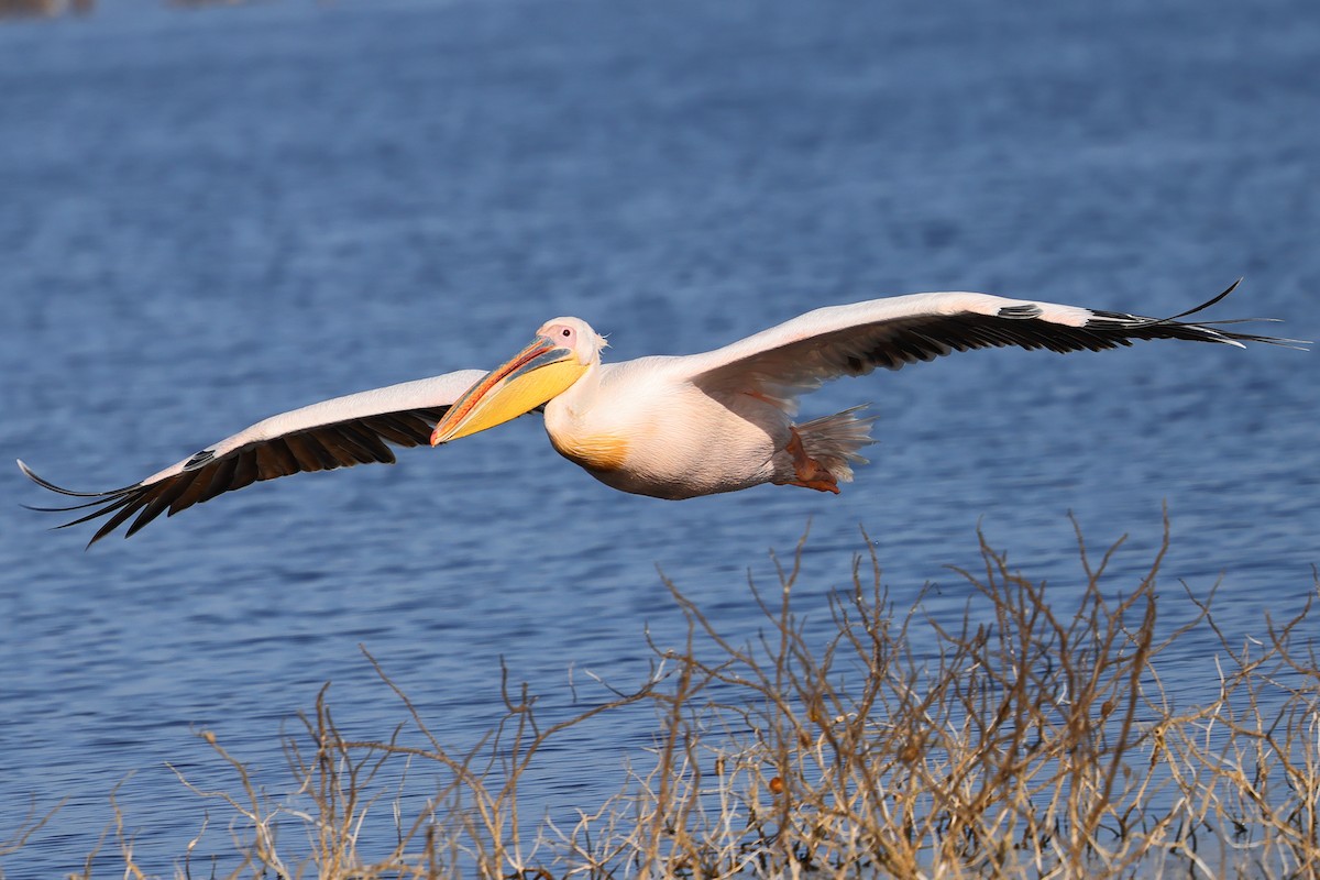 Ak Pelikan - ML647749737