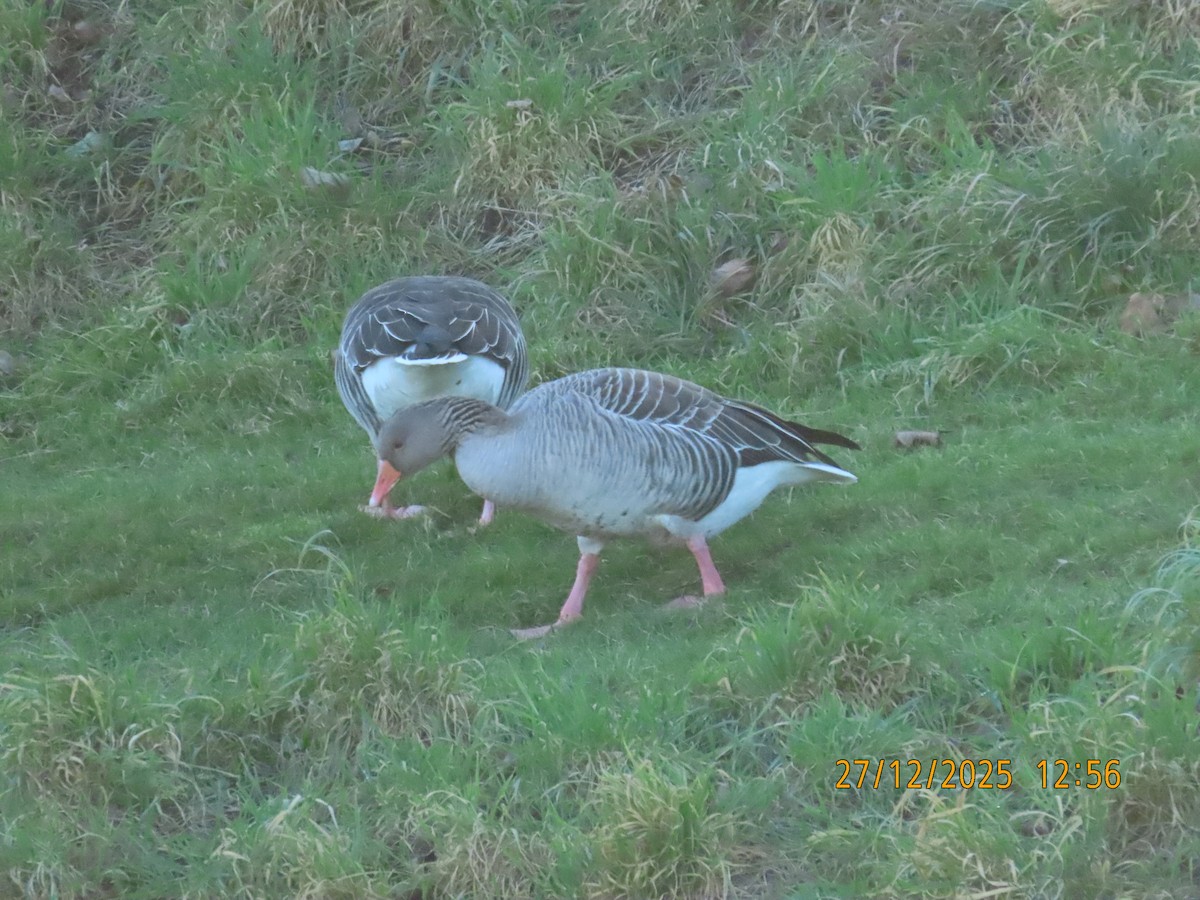 Boz Kaz - ML647749738