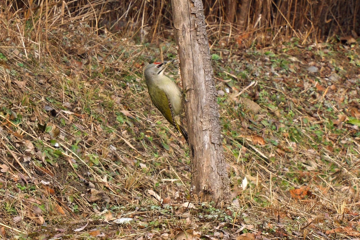 Küçük Yeşil Ağaçkakan - ML647749739