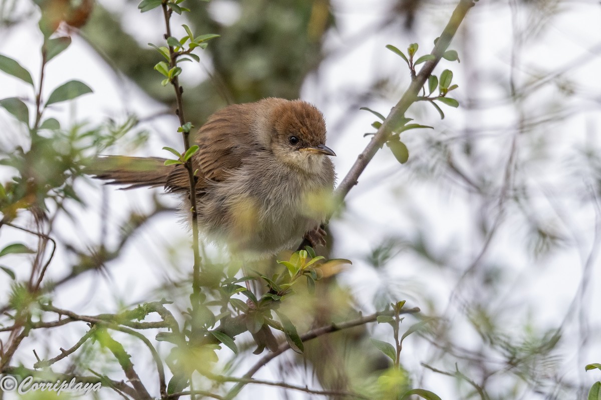 Levaillant Yelpazekuyruğu - ML647749742