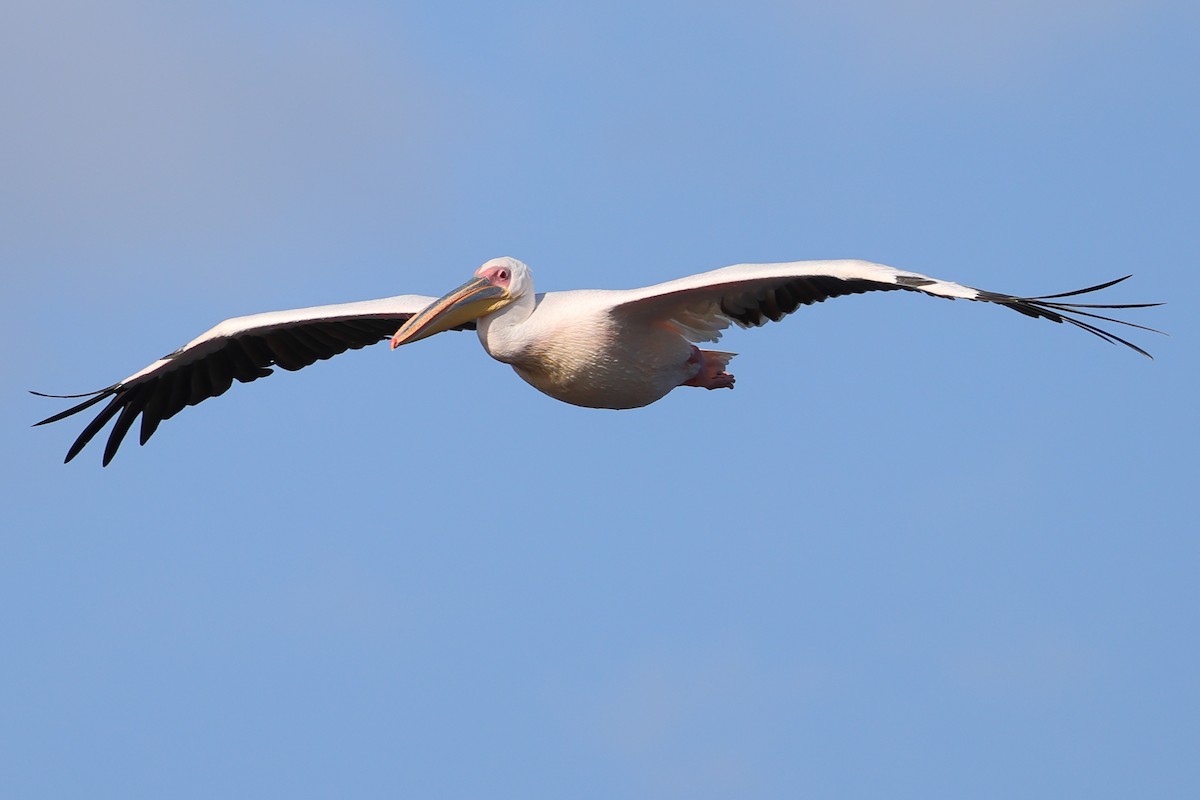 Ak Pelikan - ML647749744