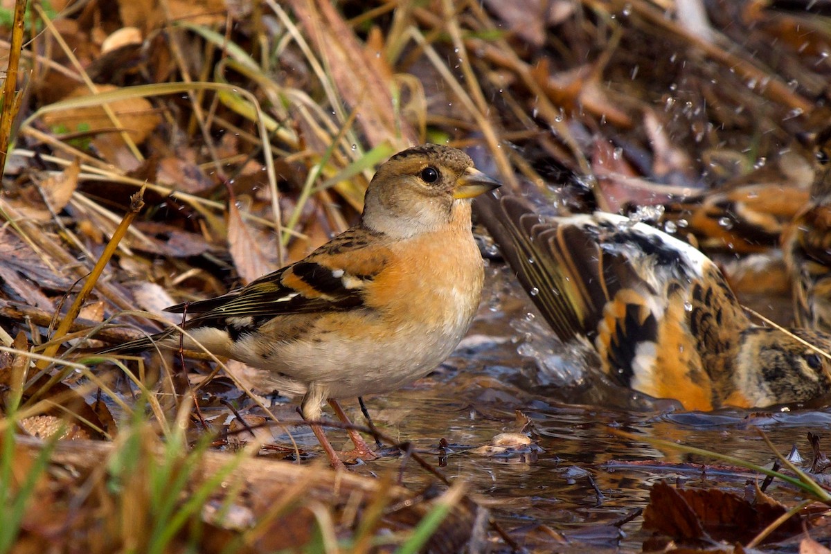 Dağ İspinozu - ML647749747