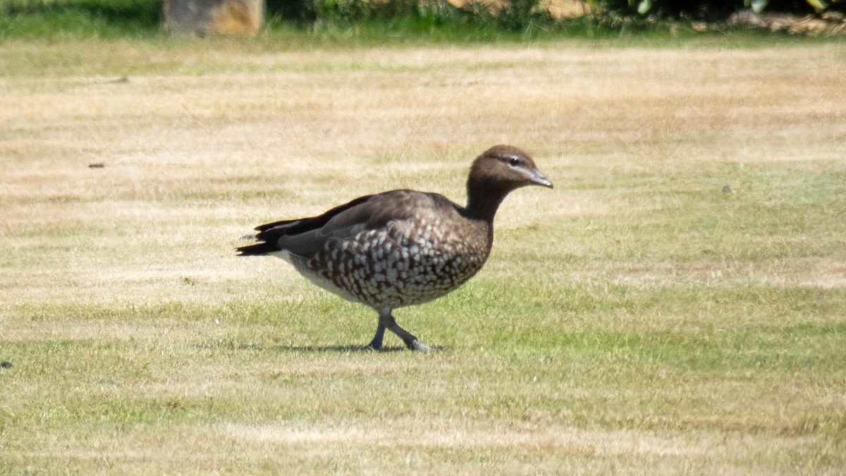 Maned Duck - ML647749751