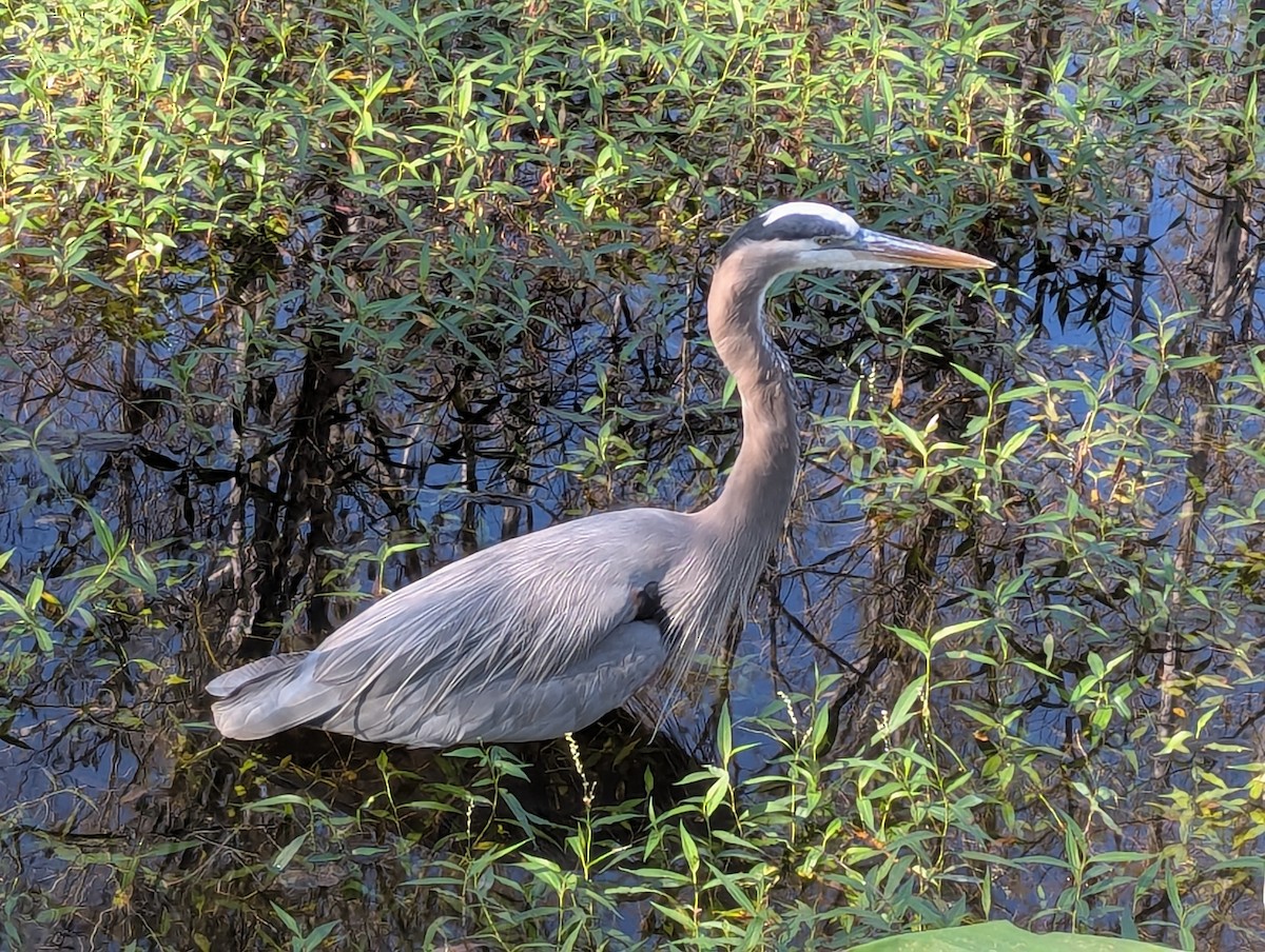 Amerika Gri Balıkçılı - ML647749752