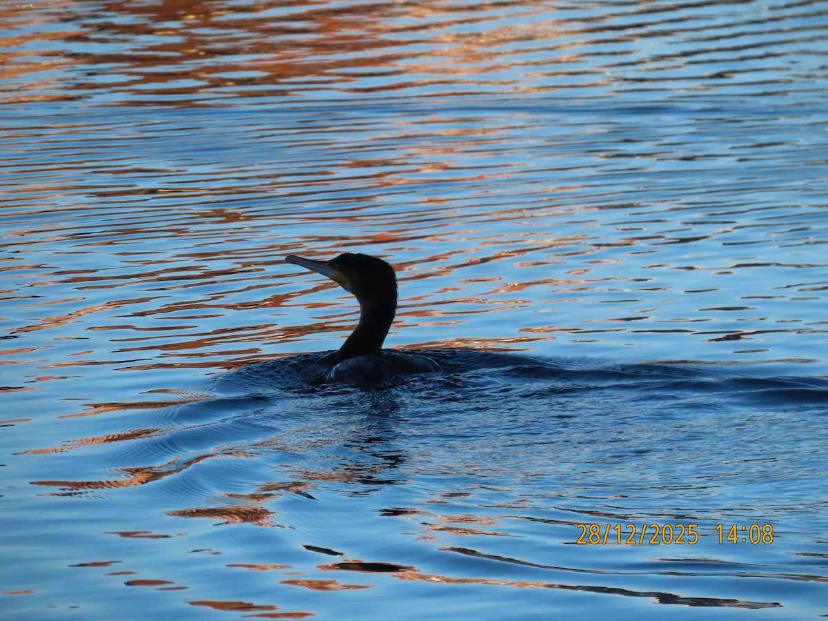 Karabatak - ML647749757