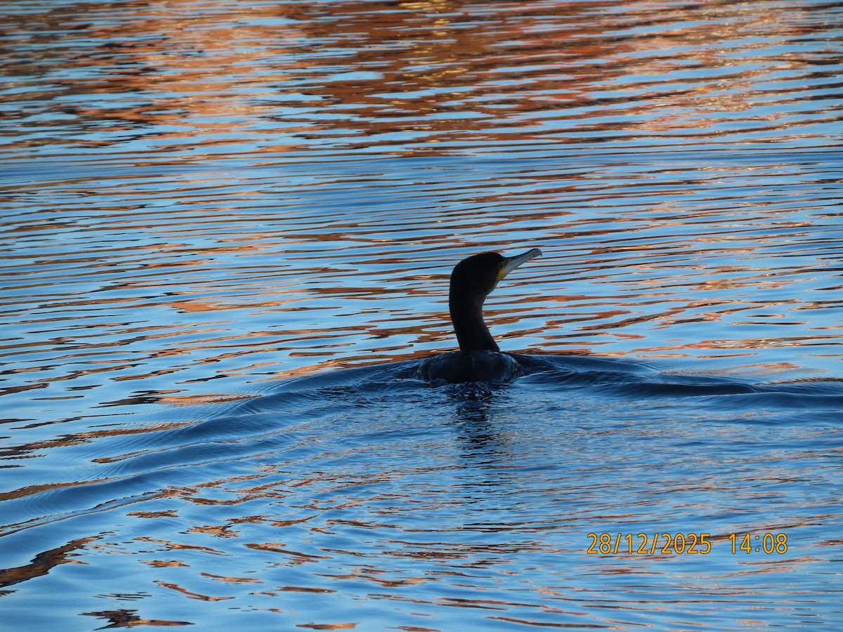 Karabatak - ML647749758