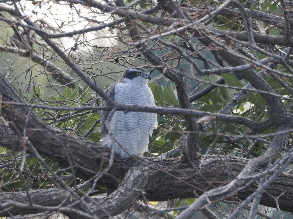 Çakır - ML647749761