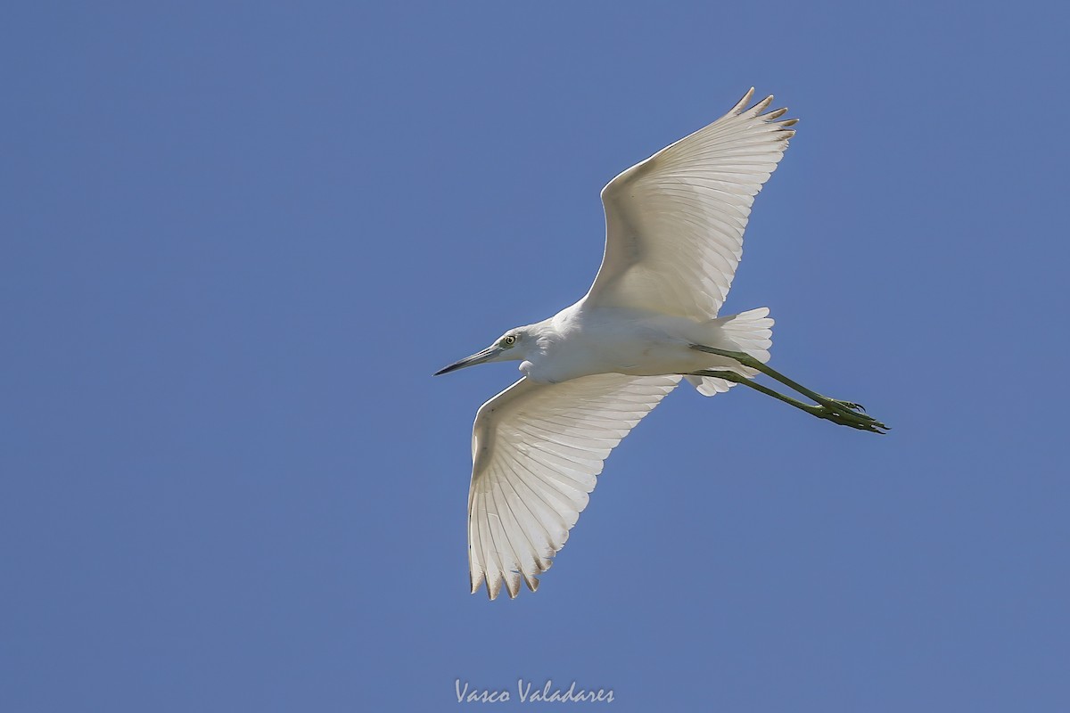 Mavi Balıkçıl - ML647749762