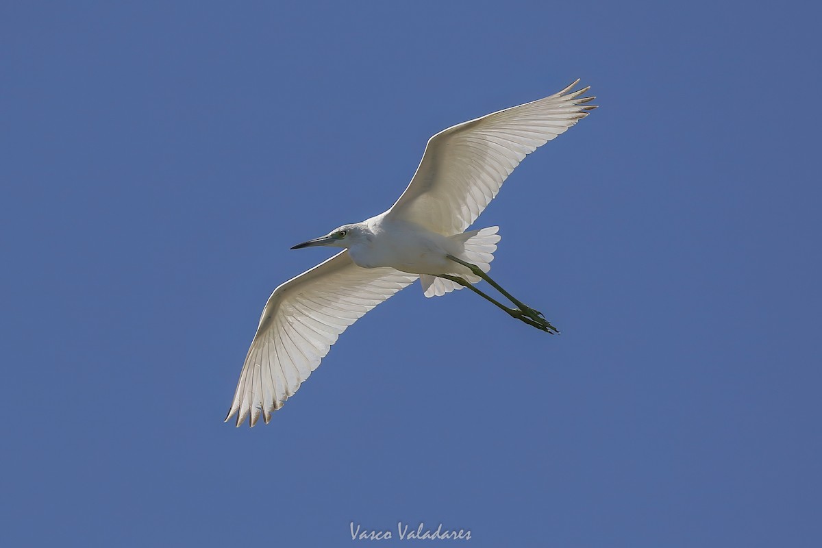 Mavi Balıkçıl - ML647749763