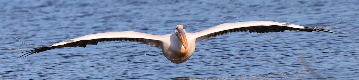 Ak Pelikan - ML647749766