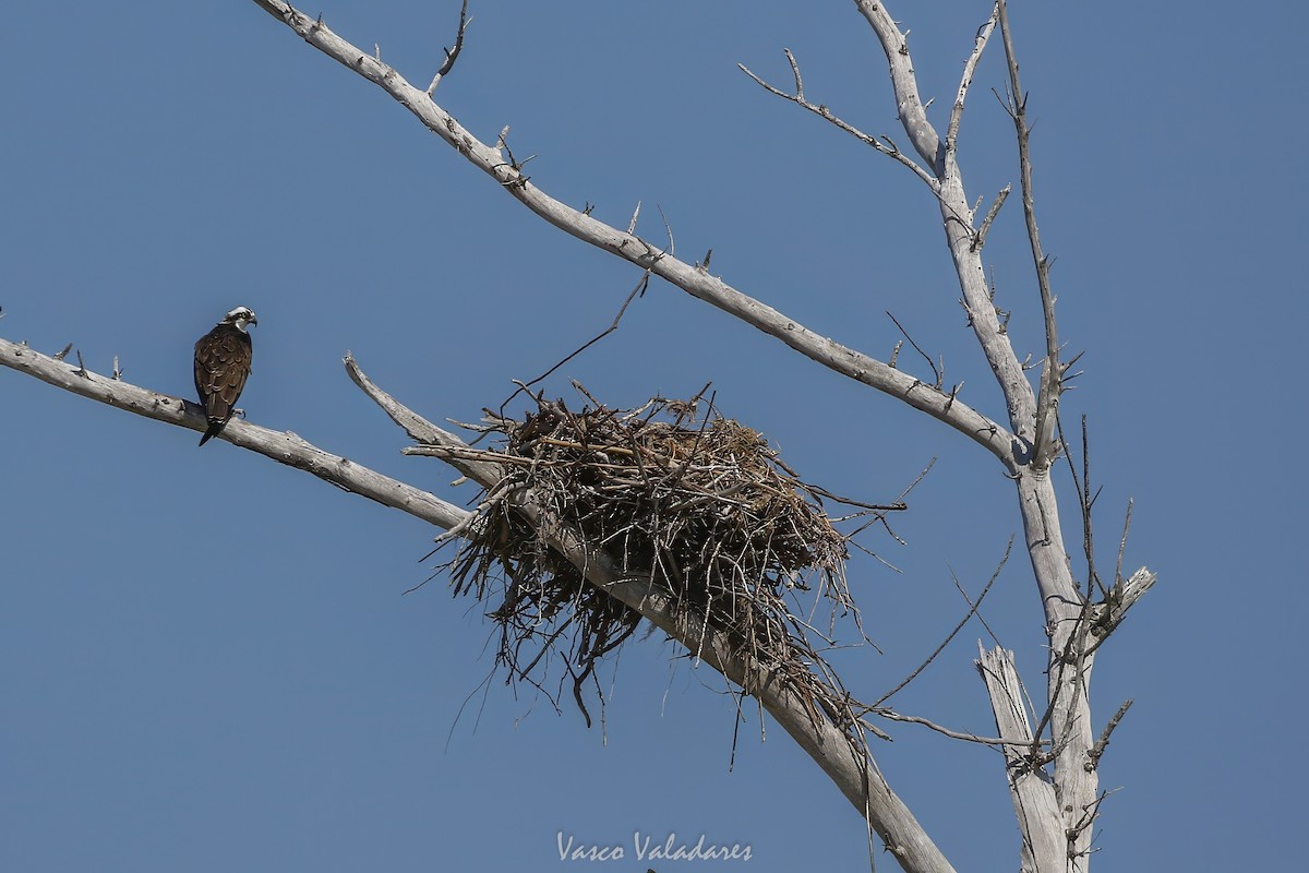 Balık Kartalı - ML647749767