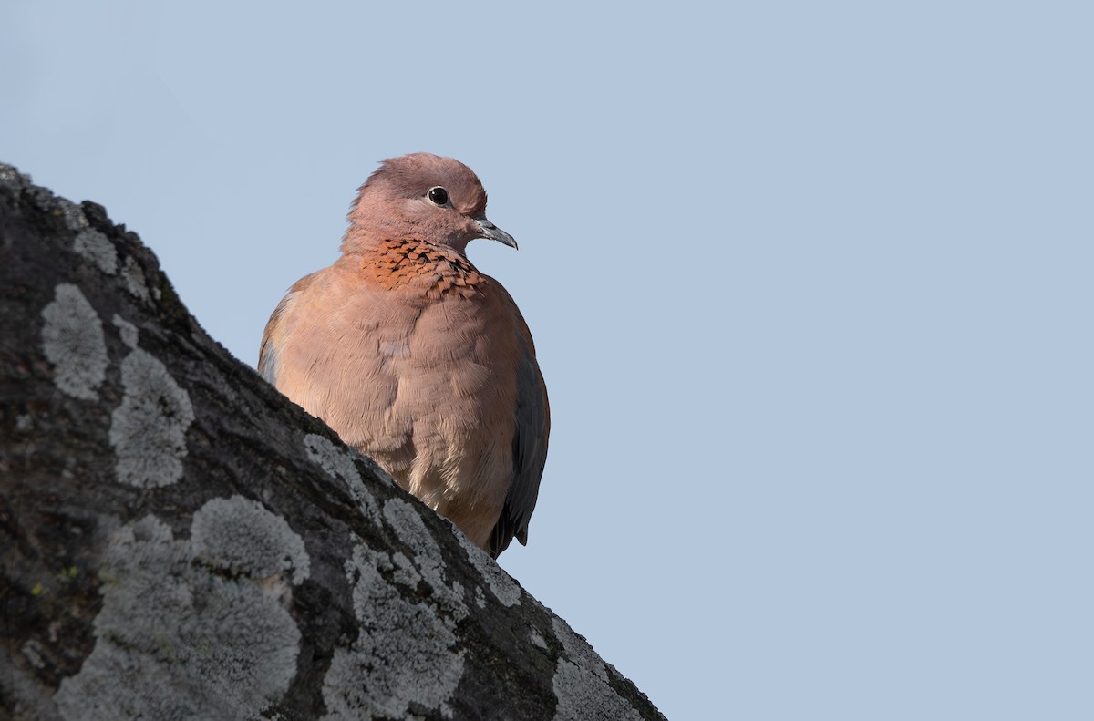 Küçük Kumru - ML647749768