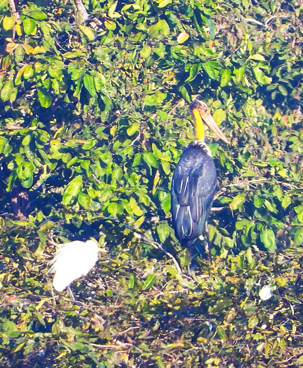 Küçük Marabu - ML647749769