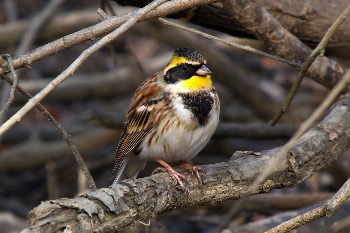 Sarı Boğazlı Çinte - ML647749776