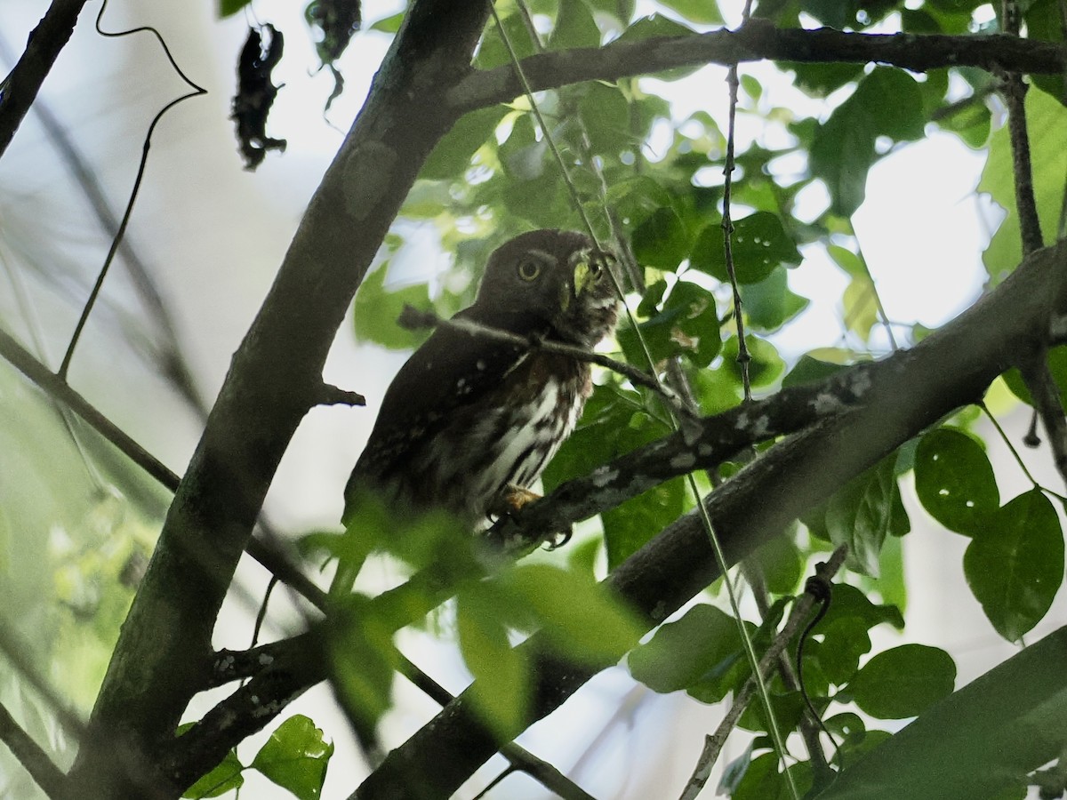 Kızıl Renkli Serçe Baykuşu - ML647749777