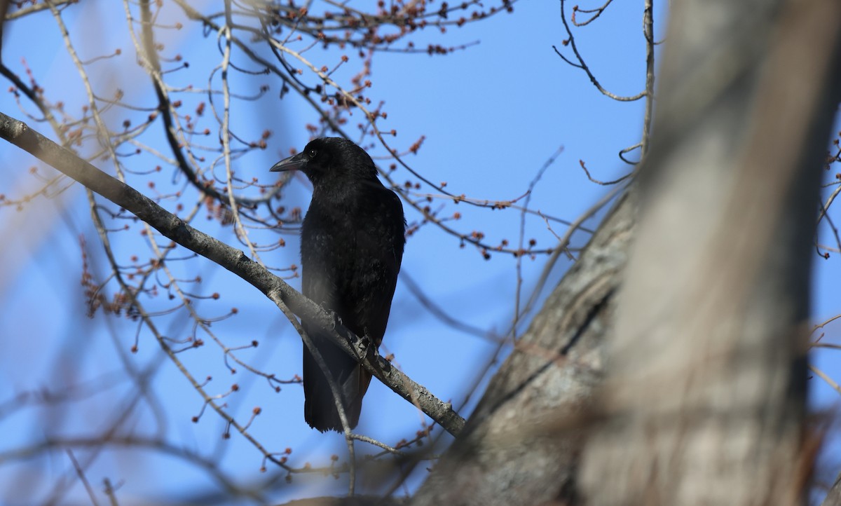 Amerika Kargası - ML647749778