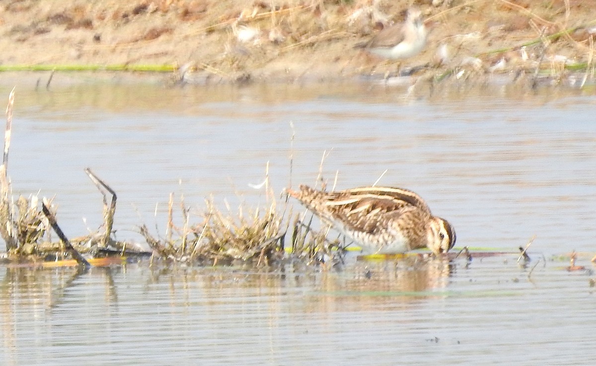 Agachadiza Común - ML647749782