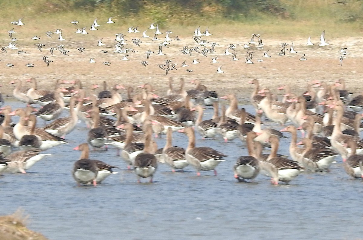 Combattant varié - ML647749787