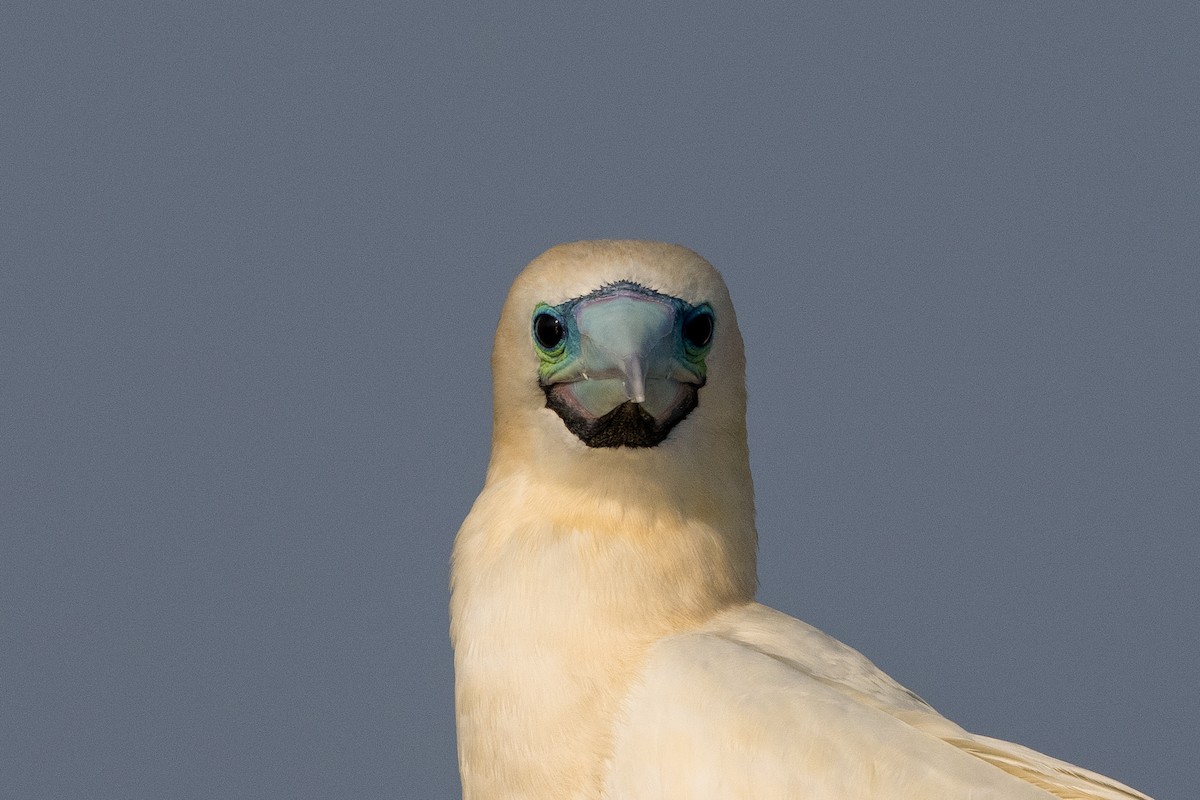 Rotfußtölpel (rubripes) - ML647749800