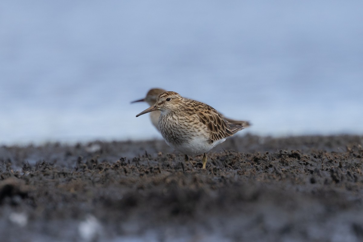 jespák skvrnitý - ML647749801