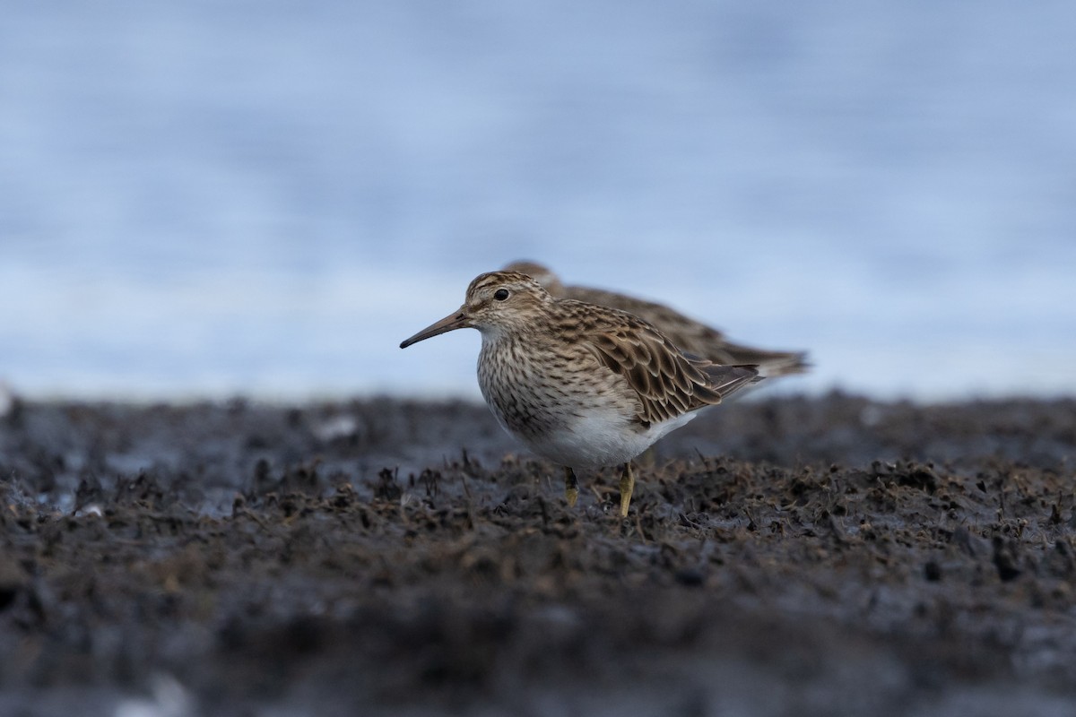 jespák skvrnitý - ML647749802