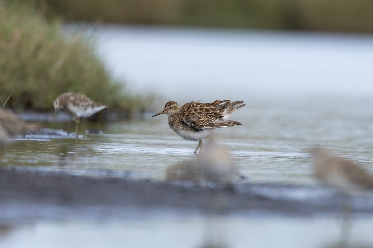 jespák skvrnitý - ML647749803