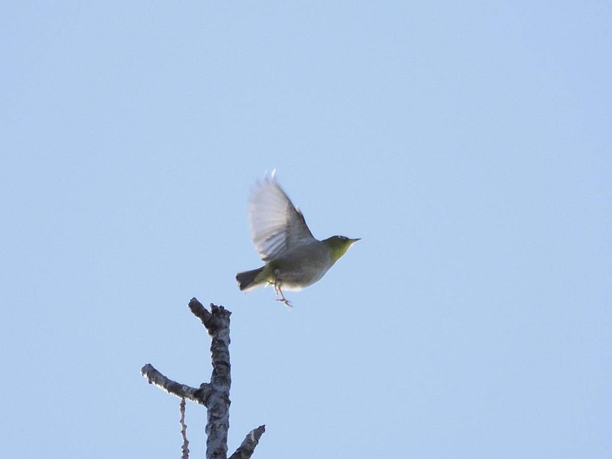 Окулярник японський - ML647749818