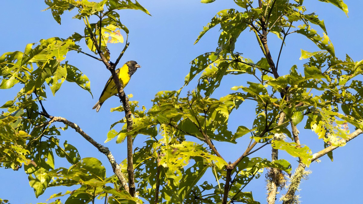 Hooded Siskin - ML647749849