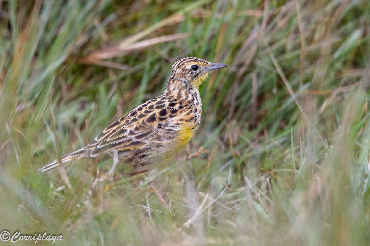 Sharpe's Longclaw - ML647749861