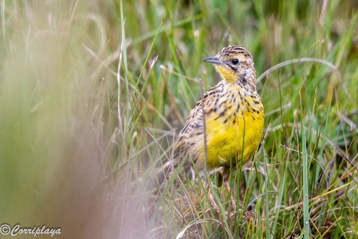 Sharpe's Longclaw - ML647749864