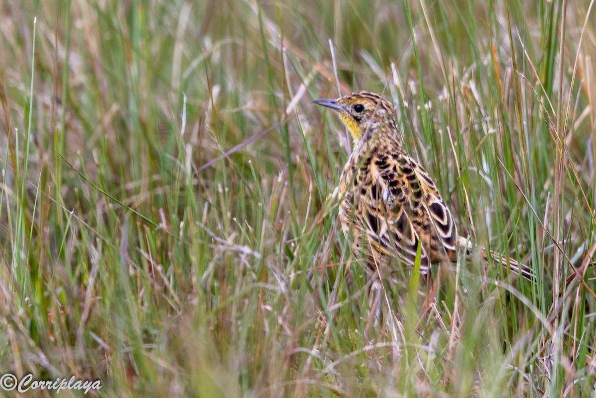 Sharpe's Longclaw - ML647749865