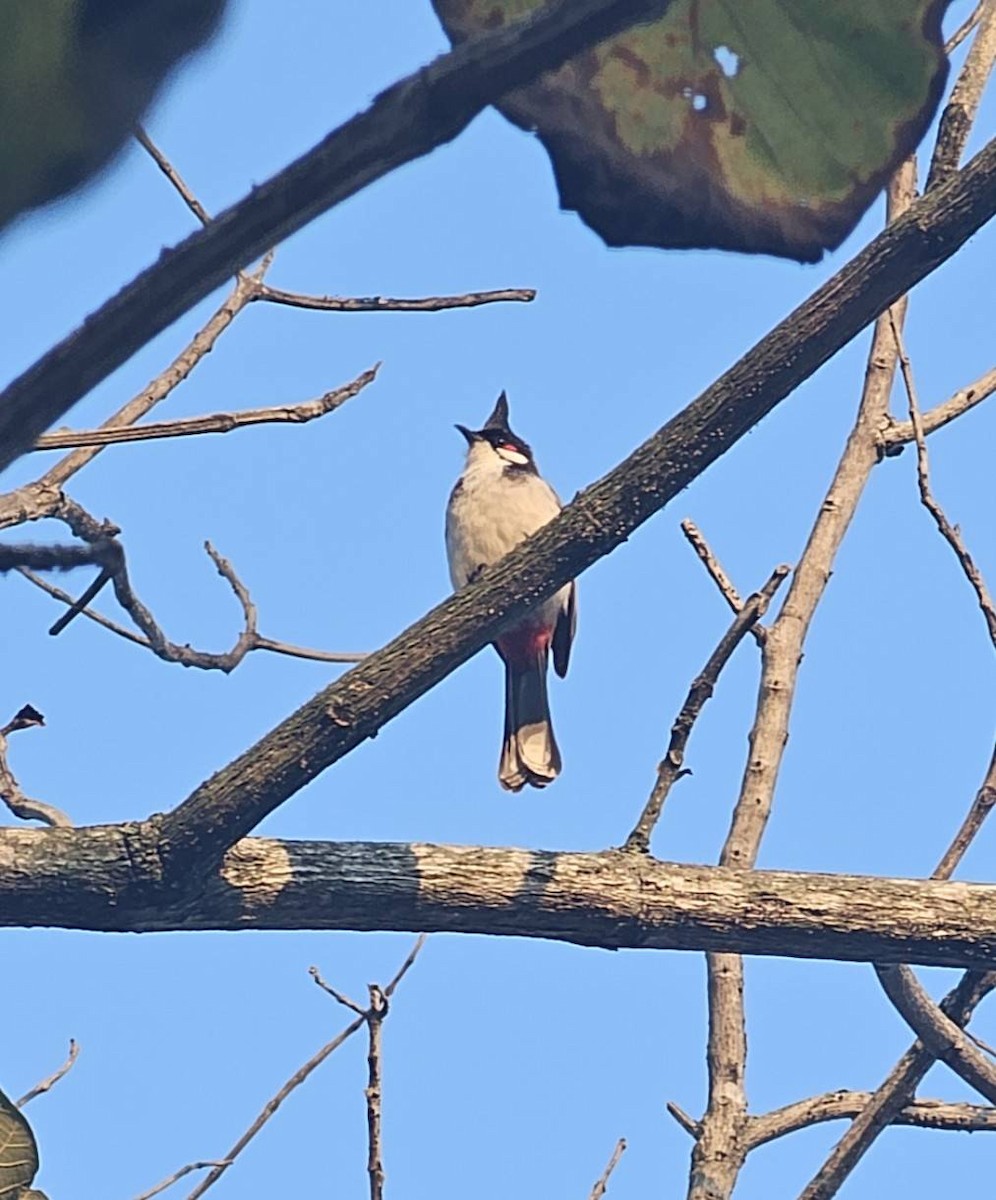 Red-whiskered Bulbul - ML647749871