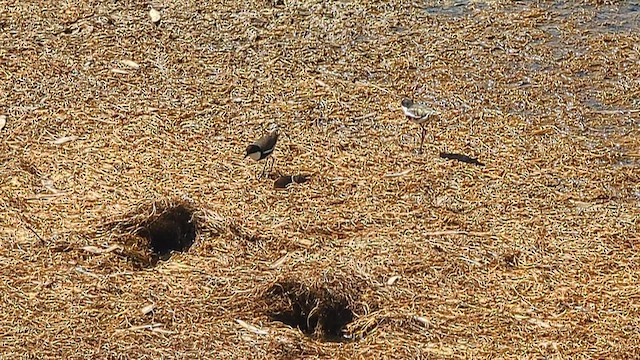 Чайка чорногруда - ML647749873