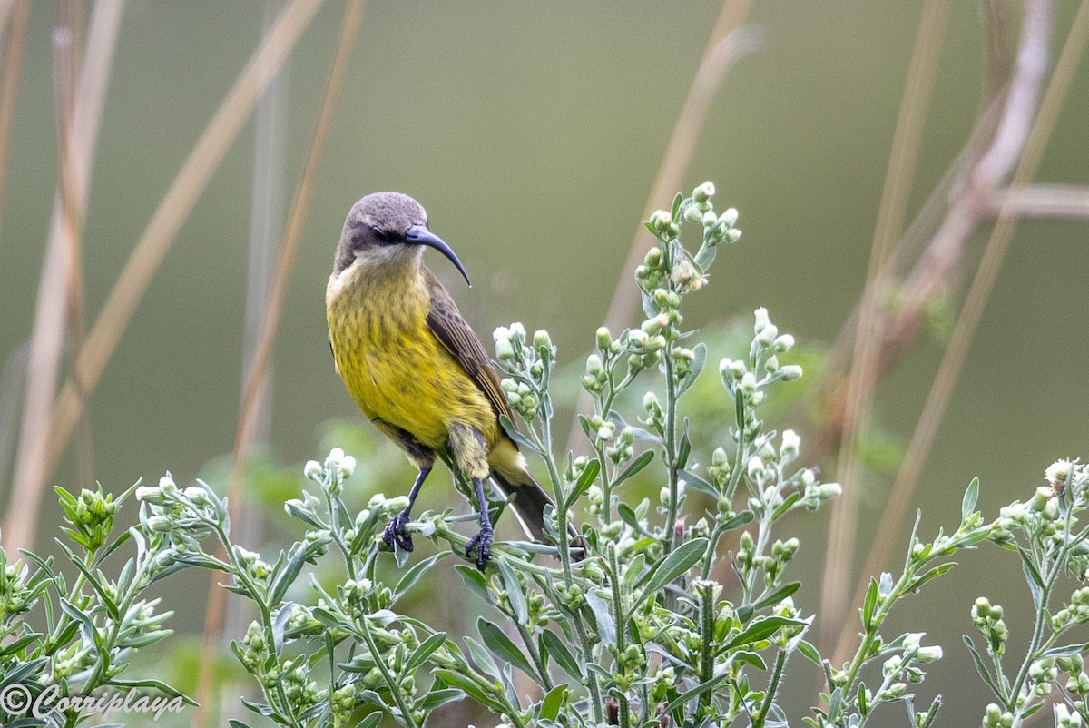 Golden-winged Sunbird - ML647749874
