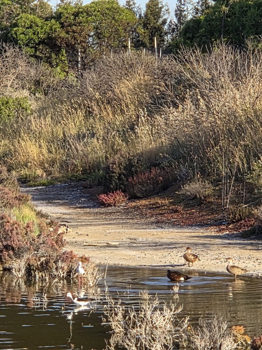 Pied Stilt - ML647749876