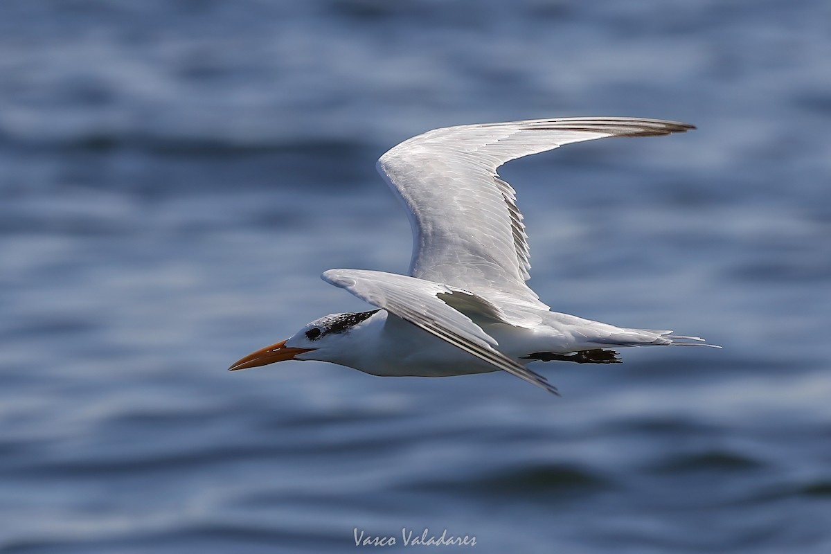 Royal Tern - ML647749877