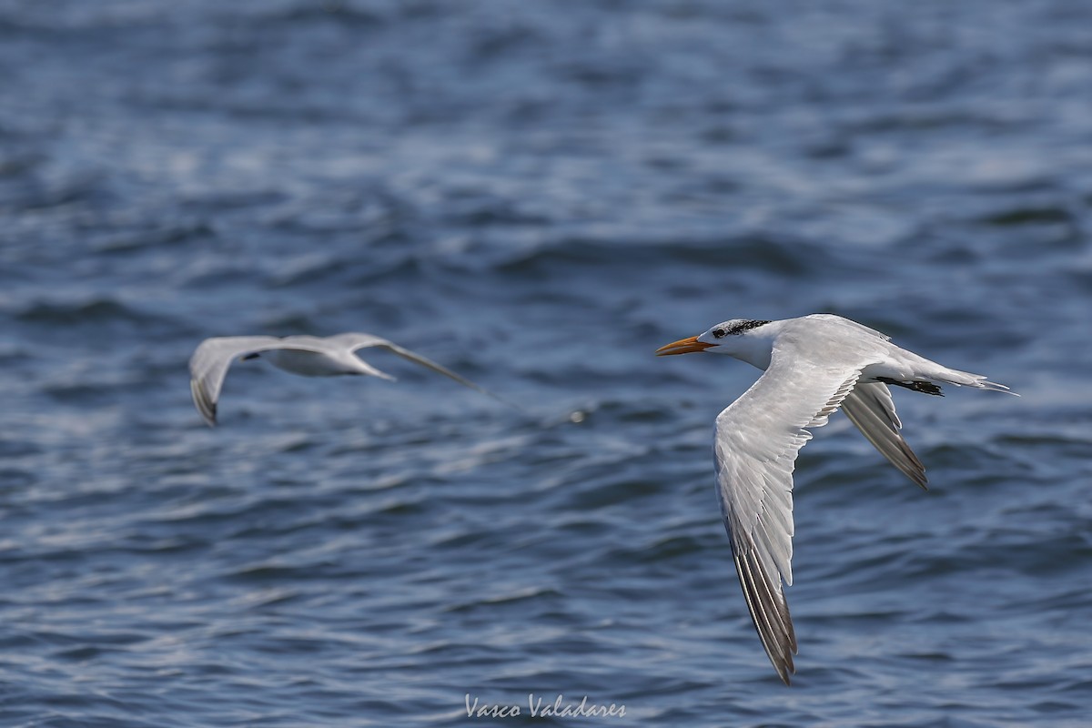 Royal Tern - ML647749879