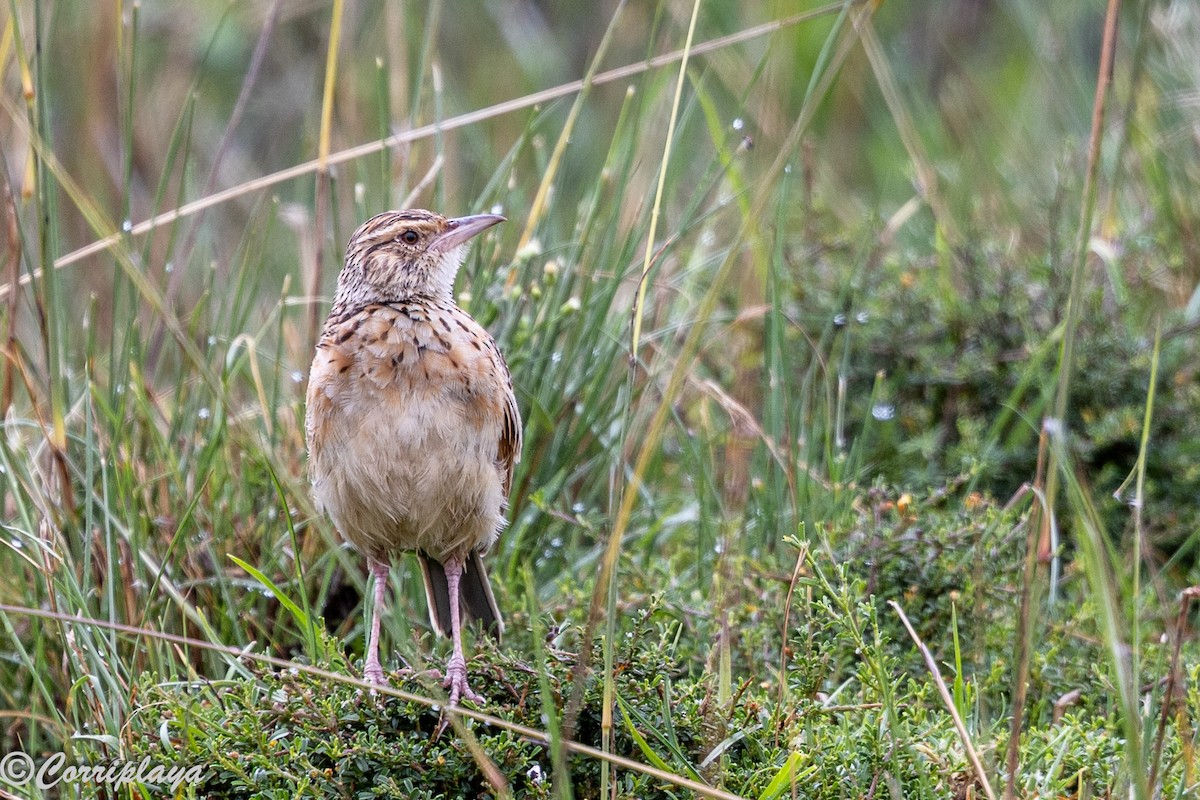 Sentinel Lark - ML647749891