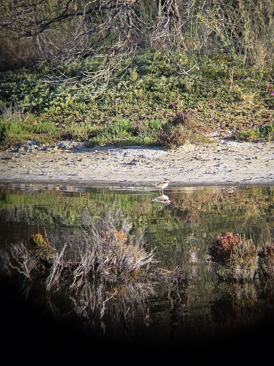 Black-fronted Dotterel - ML647749892