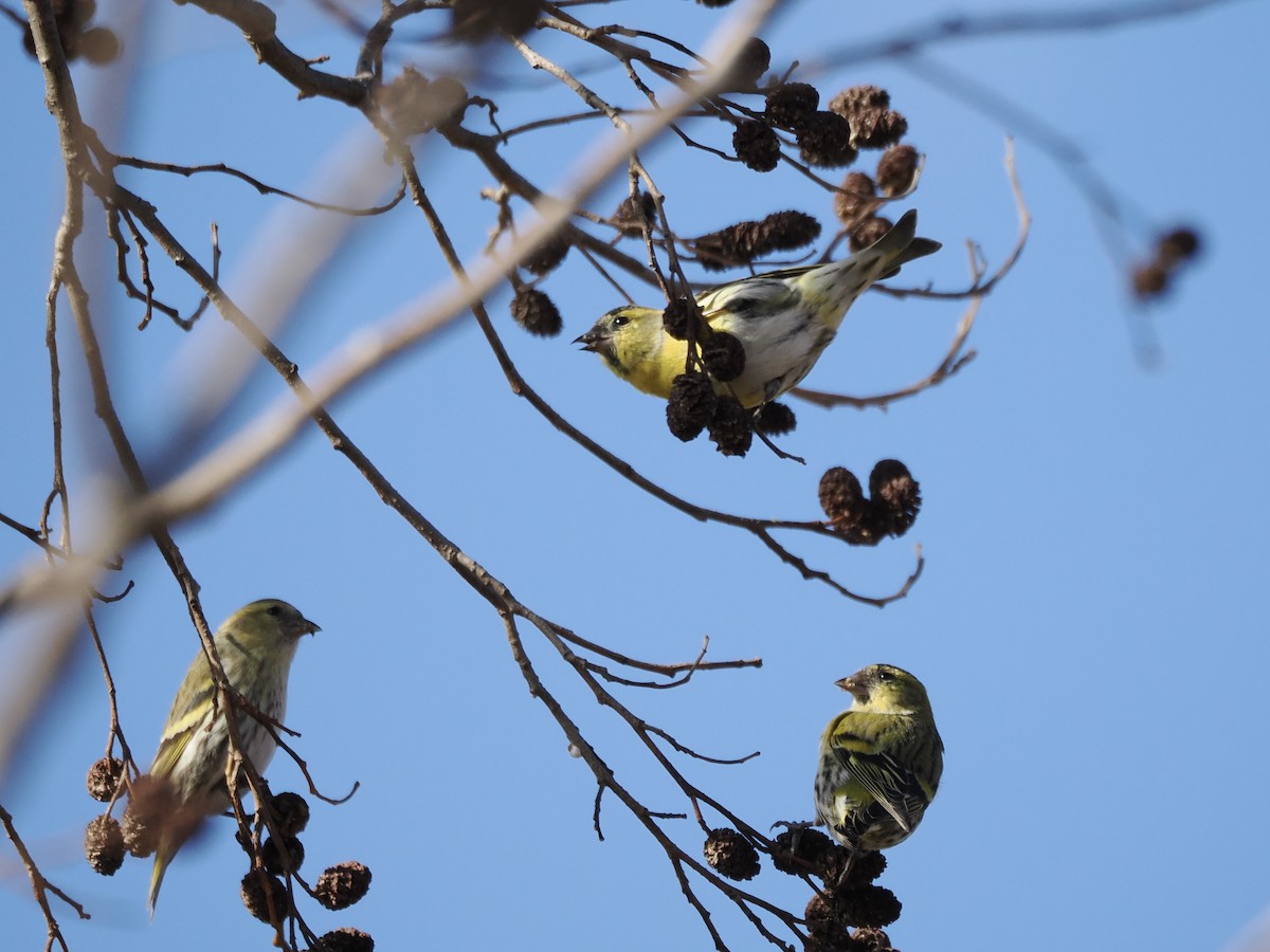 Eurasian Siskin - ML647749902
